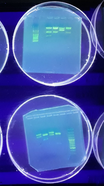 In der oberen Petrischale sieht man 4 Spalten mit unterschiedlich gesetzten Balken. Spalte 1: Verdächtigter 1, Spalte 2: Verdächtigter 2, Spalte 3: Verdächtigter 3, Spalte 4: DNA vom Tatort                                                                  